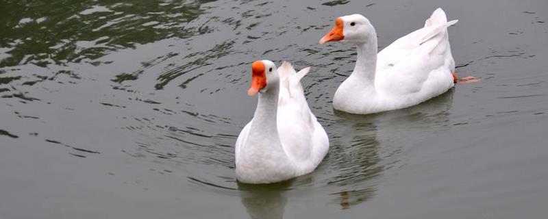 鹅和鸭的区别，头部、体型、脖子均不同