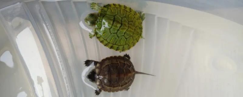 小巴西龟和小草龟能否混养，可以混养但要注意及时分隔
