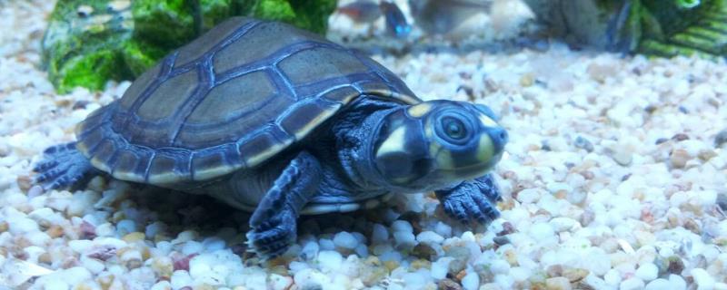黄头龟能否一直在深水中饲养，可以在深水中生活但要定期浮到水面换气