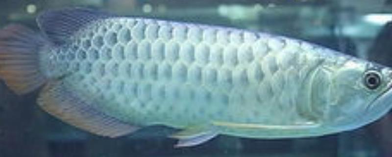 银龙鱼能否用冷水饲养，水温低于24℃可能会导致它们死亡
