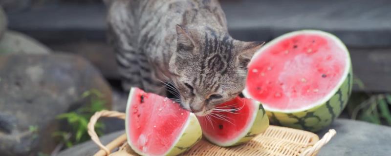 猫能吃杨梅吗，杨梅果核较大不适合猫吃