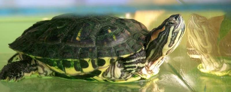 巴西龟几年会下蛋，饲养5年左右开始下蛋