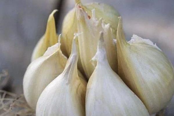 畸形大蒜的常见症状，独头蒜的鳞茎只有一个蒜瓣