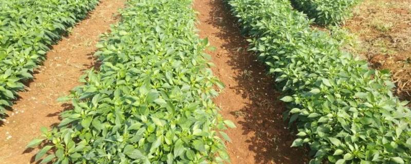 种植辣椒用哪种土壤较适合，疏松肥沃的微酸性或中性土壤为宜