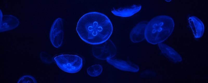 海月水母的寿命，通常可存活2个月至2年左右