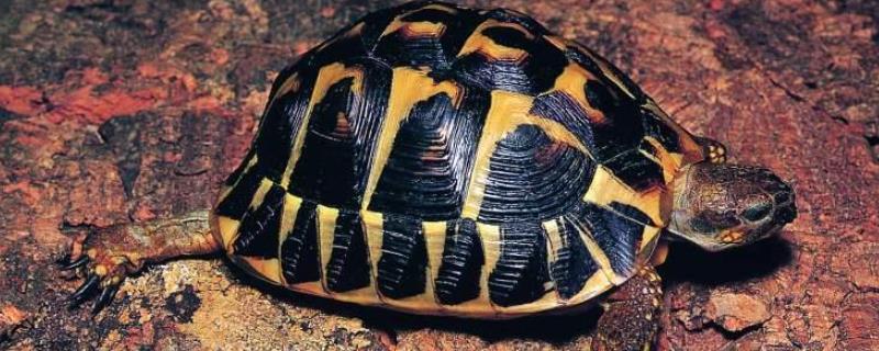 赫曼陆龟可以活多久，算上冬眠时间可存活120年左右