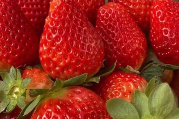 草莓属于什么季节的水果，常在春末夏初成熟上市