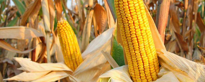 玉米地下害虫的防治方法，主要有这6种