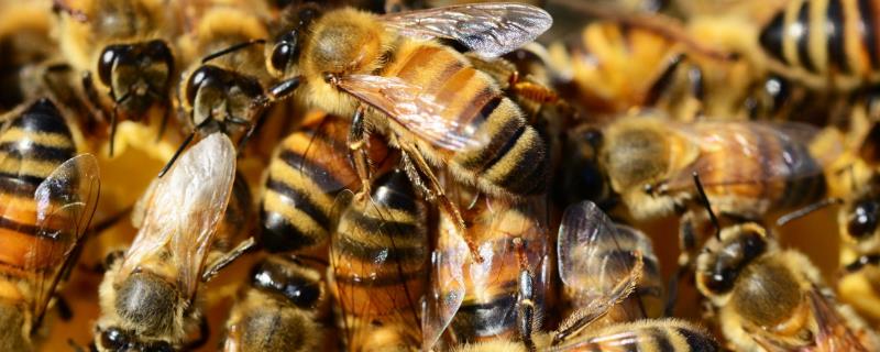 蜜蜂是益虫吗，帮助植物传播花粉是不折不扣的益虫