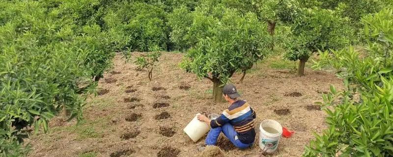 橙子树春季水肥管理技术，幼龄树要勤施薄肥