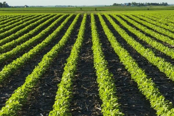 大豆开花多但不结荚的原因，可能是干旱、高温、密度大等因素所导致