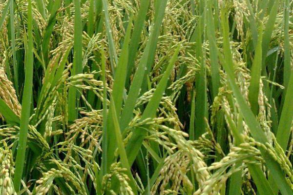Y两优1928水稻种的特征特性，全生育期为139.7天