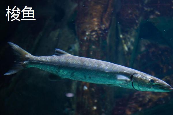 梭鱼和白眼鱼的区别，梭鱼属于鲈形目、白眼鱼属于鲻形目
