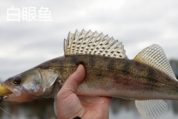 梭鱼和白眼鱼的区别，梭鱼属于鲈形目、白眼鱼属于鲻形目