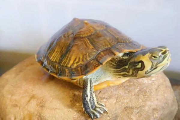 乌龟一直拉屎是怎么了，说明它吃多了