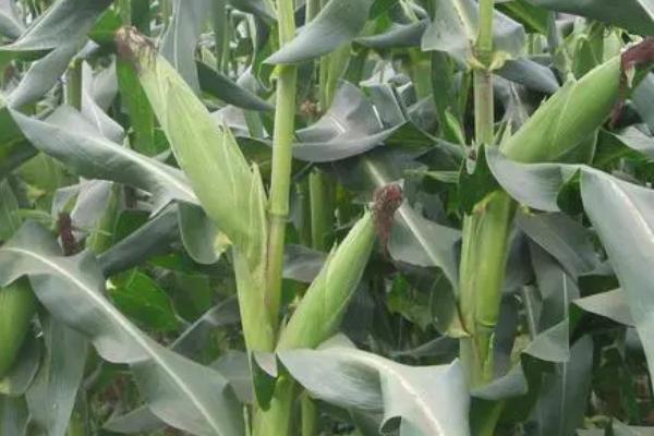 优迪919玉米种子简介，出苗至成熟101.5天