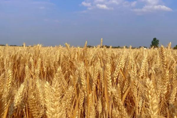 小麦的收割时期，一般在腊熟末期收获
