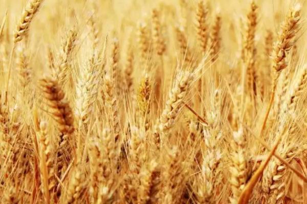 小麦的收割时期，一般在腊熟末期收获