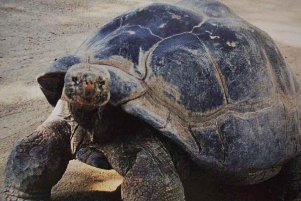 加拉帕戈斯象龟可以活多久，寿命多为100年以上