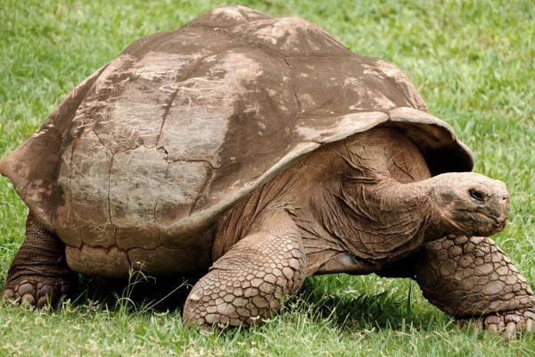 加拉帕戈斯象龟可以活多久，寿命多为100年以上