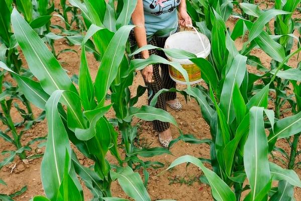 春玉米怎么科学施肥，坚持基肥为主追肥为辅的原则