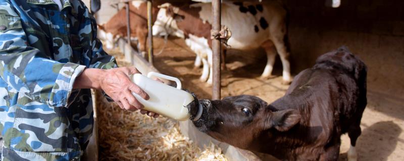 怎么给刚出生的小牛喂奶粉，可将奶粉和开水混匀、放凉后再饲喂