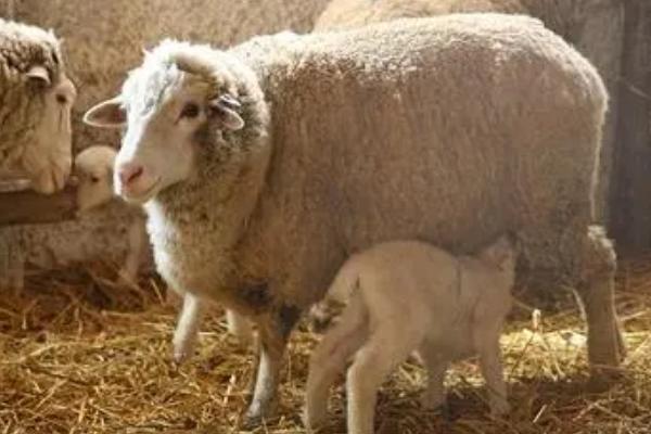 羊可以近亲繁殖的原因，近亲繁殖可让子代保持优良血统
