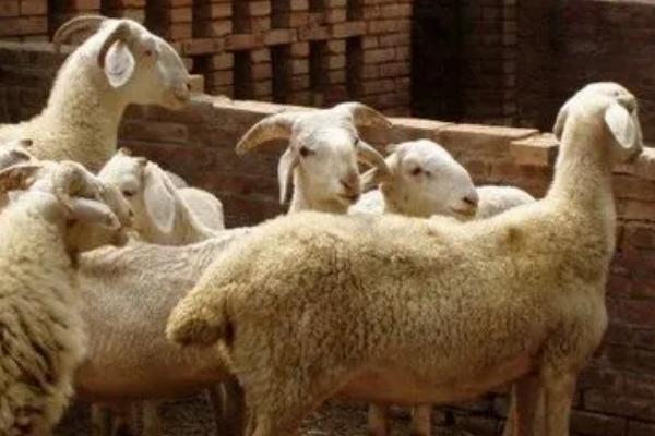 羊可以近亲繁殖的原因，近亲繁殖可让子代保持优良血统
