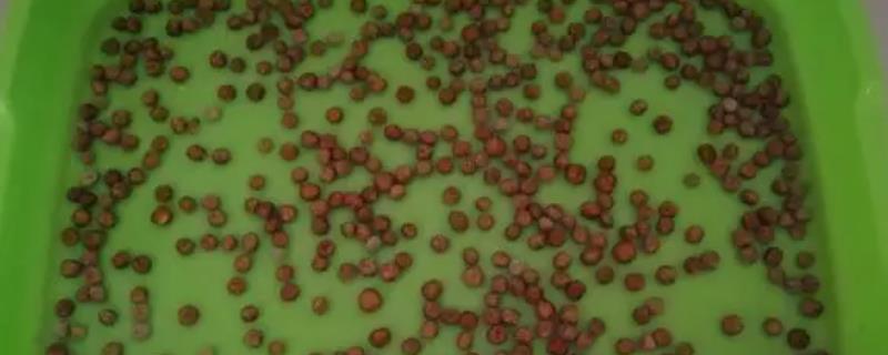 豌豆种子需浸泡多长时间才能播种，通常需要浸泡12小时左右