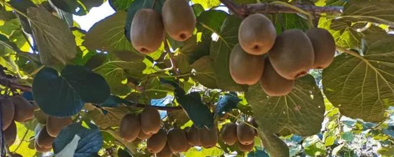10月份怎么管理猕猴桃，采收果实后要追施农家肥
