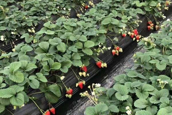 大棚草莓如何种植与管理，从母株上分离壮苗即可栽种