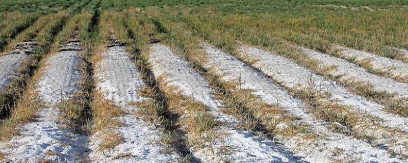改良土壤的方法，可增施有机肥、控制化肥用量