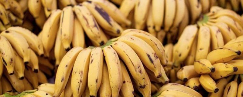 香蕉叶斑病的发生规律，病原菌在植株残体上越冬、翌年再次侵染