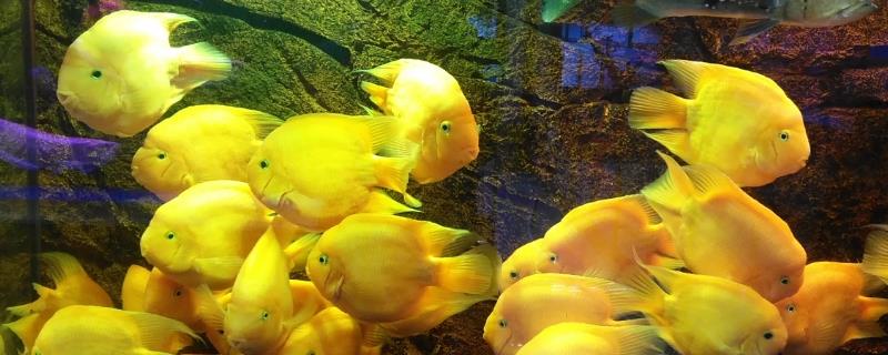 黄鹦鹉鱼好不好养，适应能力强容易饲养