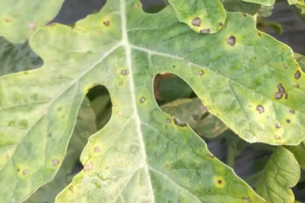 西瓜叶斑病的防治方法，生长期禁止大水漫灌