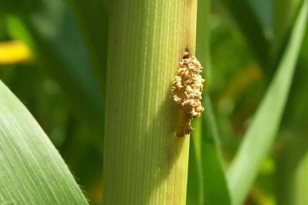 玉米螟虫的防治方法，在大喇叭口期施药效果好