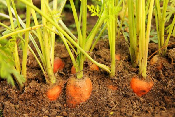 胡萝卜的开始播种时间，春季常在2月份开播