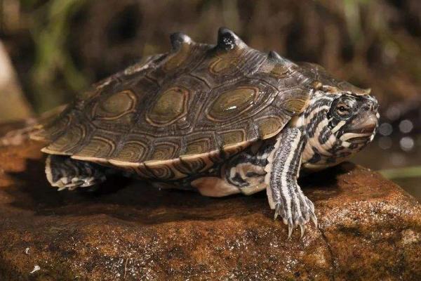 什么是龟中哈士奇，一般是指地图龟
