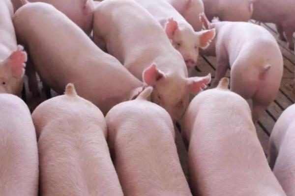 怀孕母猪的饲料能否使用脱霉剂，添加后可预防霉菌毒素感染