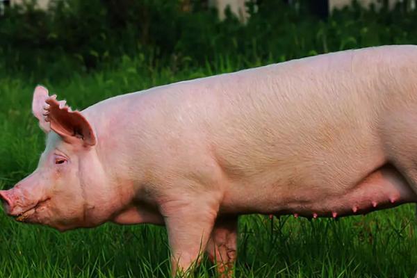 怀孕母猪的饲料能否使用脱霉剂，添加后可预防霉菌毒素感染