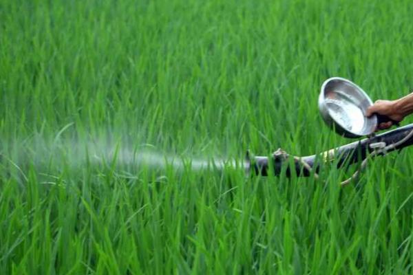 水稻田出现除草剂药害的原因和治理措施，过量喷药时水稻容易受害