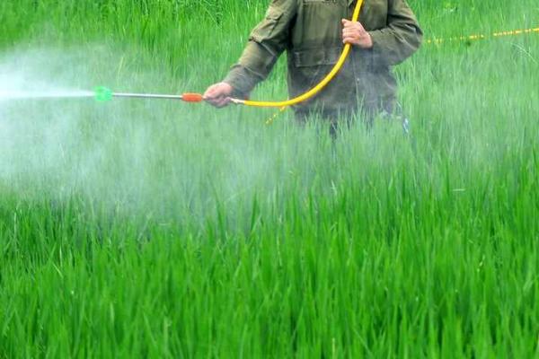 水稻田出现除草剂药害的原因和治理措施，过量喷药时水稻容易受害