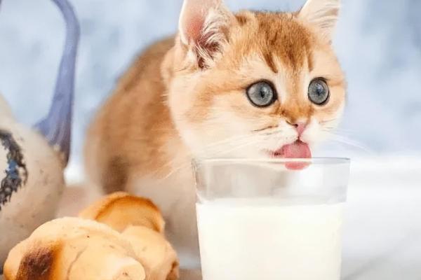 小猫喝纯牛奶的后果，饲喂后容易腹泻