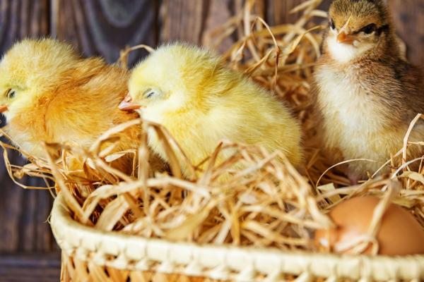 小鸡多久可以长到一斤，常规养殖下需一个月左右