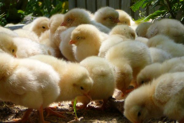 小鸡多久可以长到一斤，常规养殖下需一个月左右