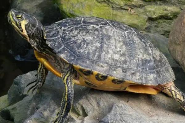 乌龟的背甲是否和腹甲相连，通常都会连接在一起