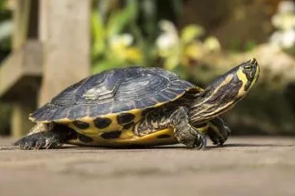 乌龟的背甲是否和腹甲相连，通常都会连接在一起