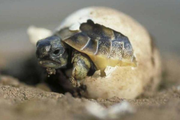 乌龟什么时候生蛋，通常在4-8月