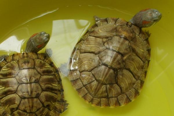 乌龟什么时候生蛋，通常在4-8月
