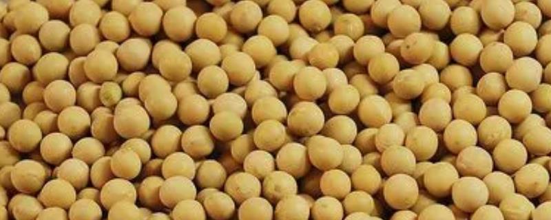 黄豆沤肥需要多久，所需时间为1-2个月左右